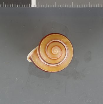 Media type: image;   Malacology 407411 Description: Dry shell;  Aspect: API